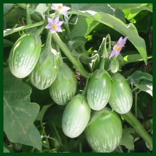 বেগুন (Brinjal)