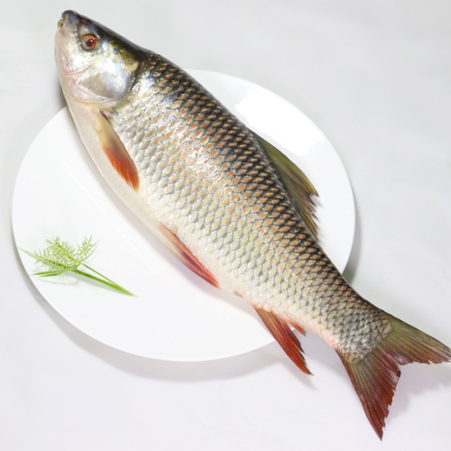 রুই মাছ (Rui Fish) 1.5kg (+-50gm)