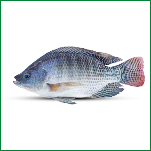তেলাপিয়া (Tilapia) 1kg