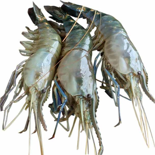 চিংড়ি (Shrimp) 1kg
