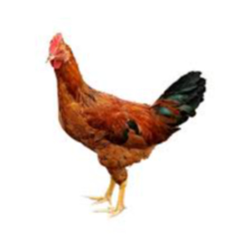 দেশি মুরগি (Deshi Chicken) 1kg